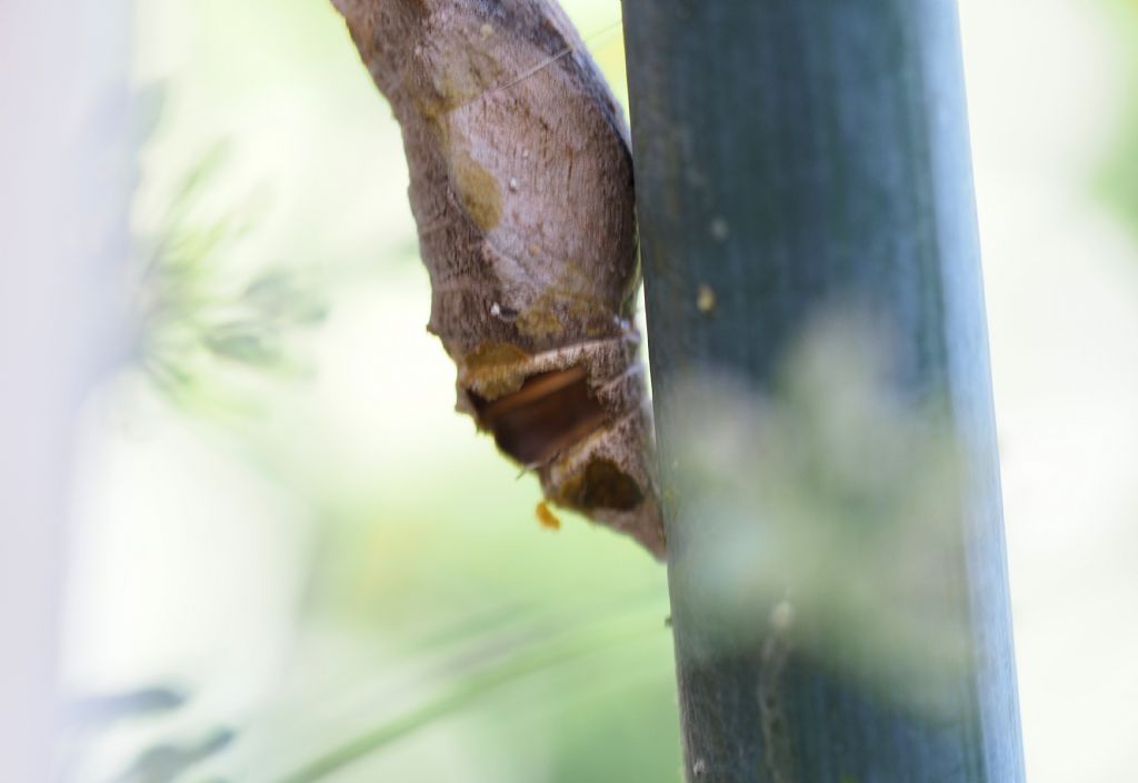 Vespa parassita da ID. No, Crisalide di macaone predata da Vespula germanica